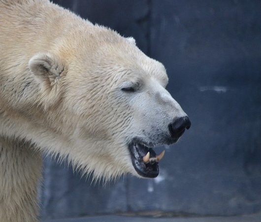 Polar bear cannibalism mimics human behaviour under environmental stress