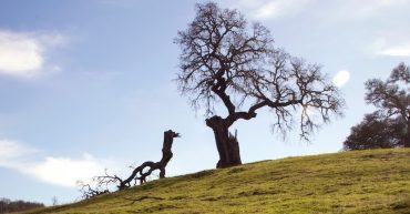 Does your family tree have any broken branches?