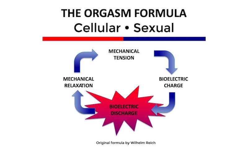 The orgasm formula (per Wilhelm Reich)