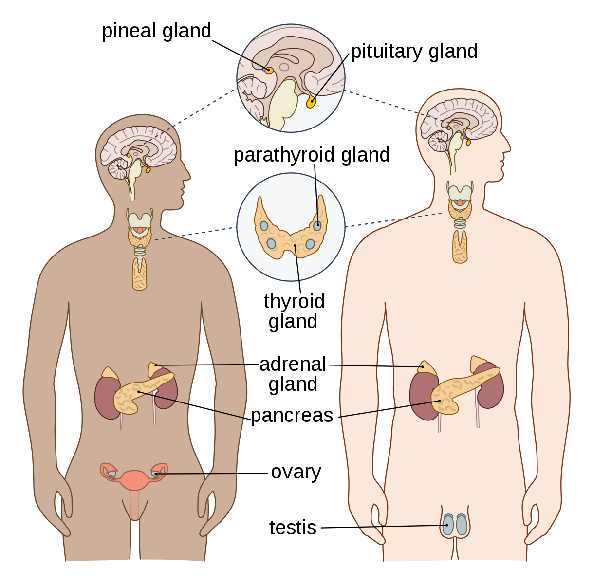 The endocrine system