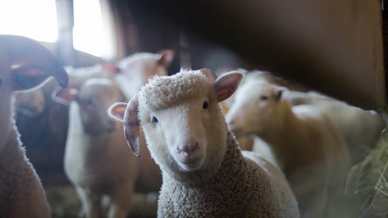 The silence of the lambs: silence as survival strategy